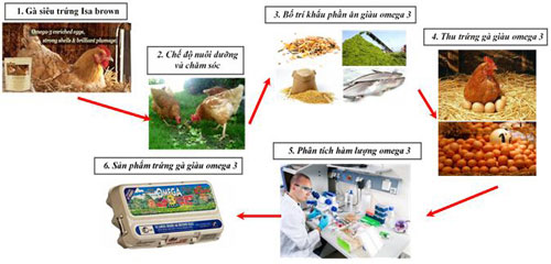 Picture 1 of Vietnam successfully created eggs rich in Omega-3 eggs