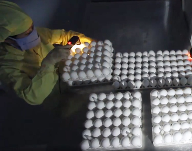 Picture 2 of Vietnam successfully produced seasonal flu vaccine and influenza A / H5N1
