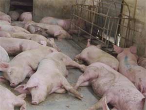Picture 1 of Vietnam: There are no cases of mouth ulcers in humans