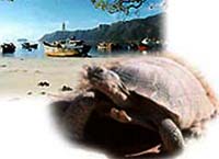 Picture 1 of Vietnam: Watch sea turtles by satellite