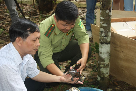 Picture 1 of Vietnam welcomed 71 turtles