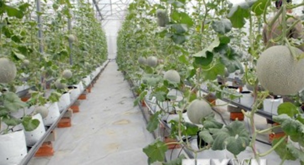 Picture 1 of Vietnam will have 10 high-tech agricultural zones in 2020