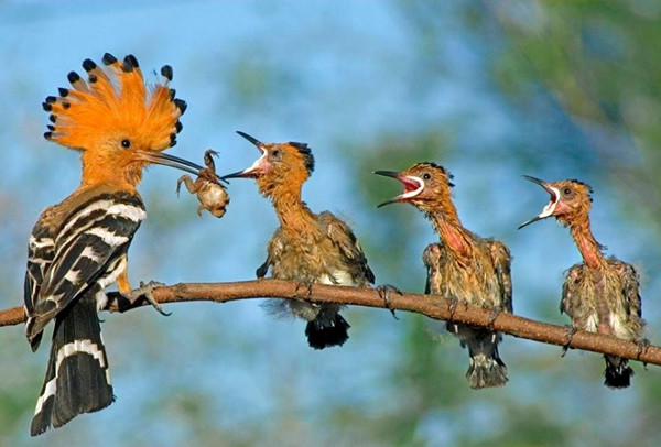 Picture 1 of Vietnam won the third ASEAN photo contest on biodiversity