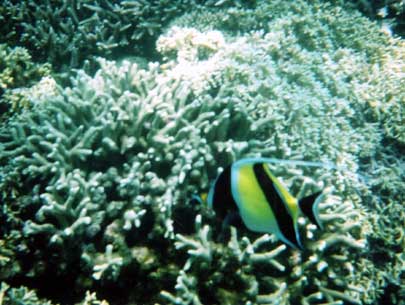 Picture 3 of Vietnamese corals are comparable to world corals
