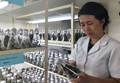 Picture 2 of Vietnamese female doctor separates vitality enhancer from medicinal plants