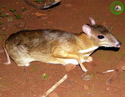 Picture 10 of Vietnamese forest animals (1)