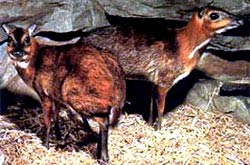 Picture 11 of Vietnamese forest animals (1)