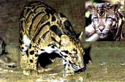 Picture 3 of Vietnamese forest animals (1)