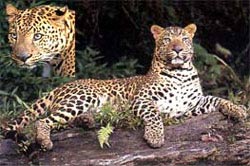 Picture 4 of Vietnamese forest animals (1)