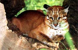Picture 5 of Vietnamese forest animals (1)