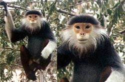 Picture 7 of Vietnamese forest animals (1)