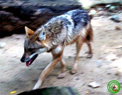 Picture 8 of Vietnamese forest animals (1)