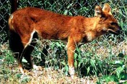 Picture 9 of Vietnamese forest animals (1)
