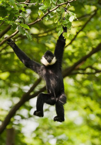 Picture 1 of Vietnamese gibbons on the brink of extinction