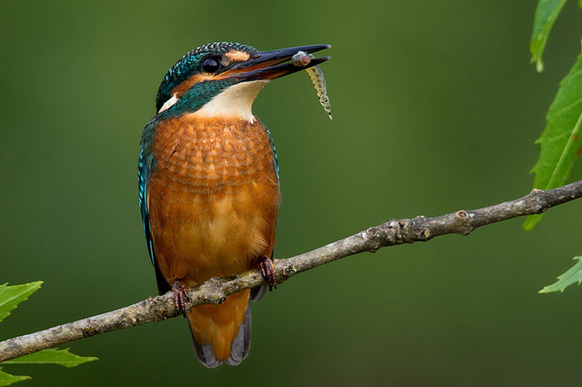 Picture 6 of Vietnamese kingfisher beauty