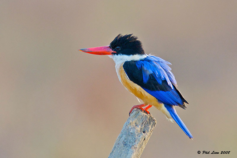 Picture 7 of Vietnamese kingfisher beauty
