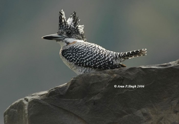 Picture 8 of Vietnamese kingfisher beauty