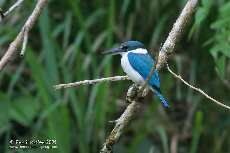Picture 9 of Vietnamese kingfisher beauty