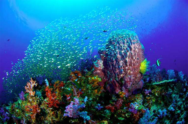 Picture 1 of Vietnamese marine corals are severely destroyed