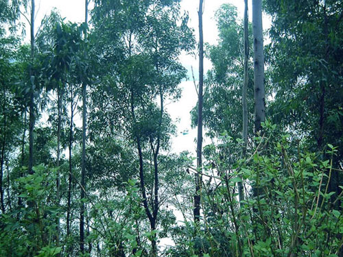 Picture 2 of Vietnamese people find ways to multiply eucalyptus clones