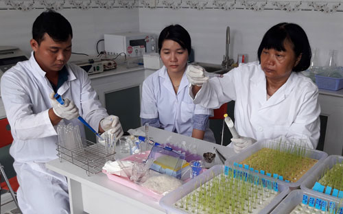 Vietnamese professors enrich the bank of precious rice genes images 2