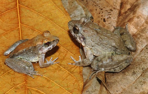 Picture 10 of Vietnamese queens are listed in 10 impressive species in 2015