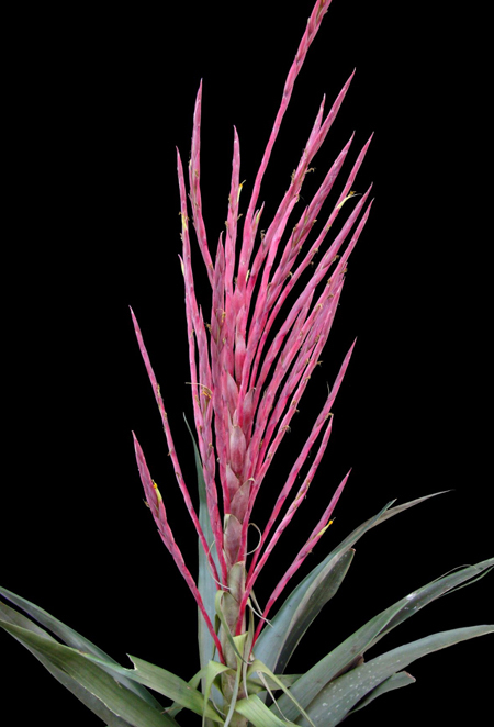 Picture 5 of Vietnamese queens are listed in 10 impressive species in 2015