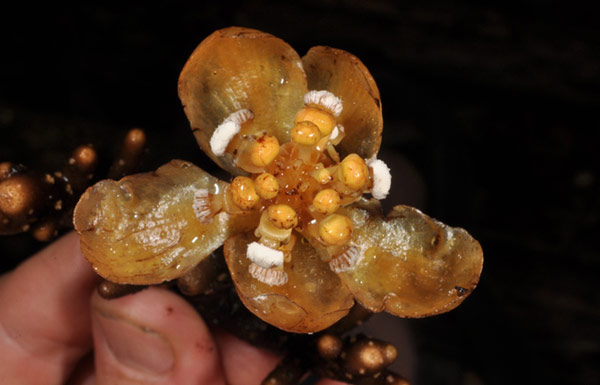 Picture 6 of Vietnamese queens are listed in 10 impressive species in 2015
