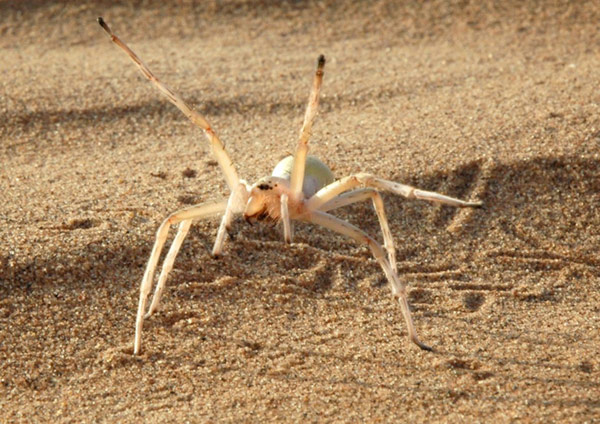 Picture 7 of Vietnamese queens are listed in 10 impressive species in 2015