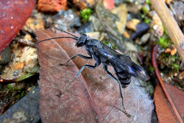 Picture 8 of Vietnamese queens are listed in 10 impressive species in 2015