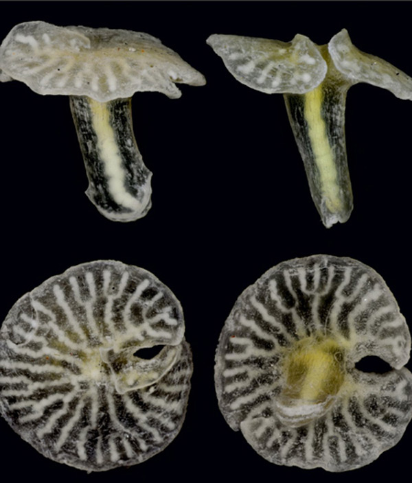 Picture 9 of Vietnamese queens are listed in 10 impressive species in 2015