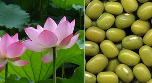 Picture 1 of Vietnamese science separates precious substances from lotus leaves and green beans to help reduce blood cholesterol