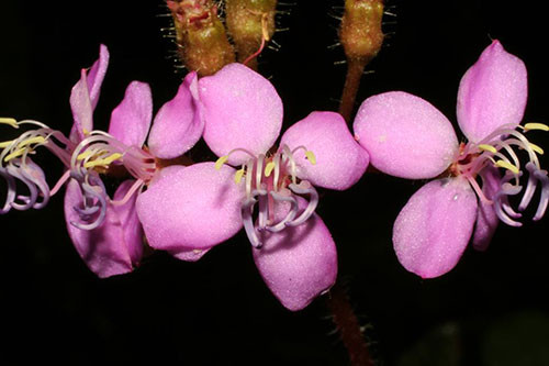 Picture 2 of Vietnamese scientists publish new plants for the world