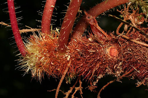 Picture 3 of Vietnamese scientists publish new plants for the world
