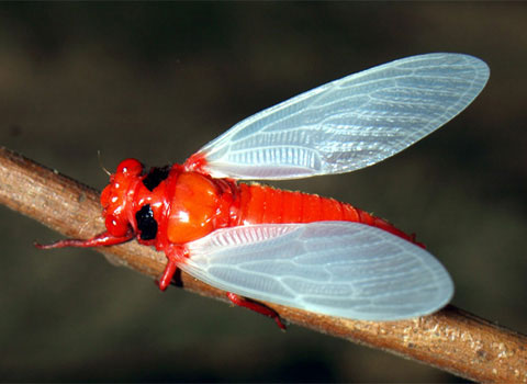Picture 1 of Vietnam's 'flying flowers'