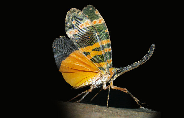 Picture 3 of Vietnam's 'flying flowers'