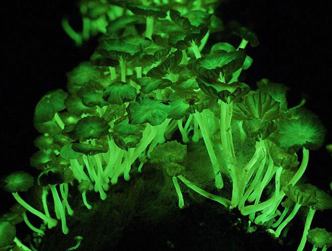 Virtual green light of luminescent mushrooms