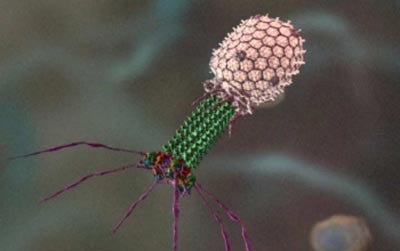 Picture 1 of Viruses can 're-feed' bacteria