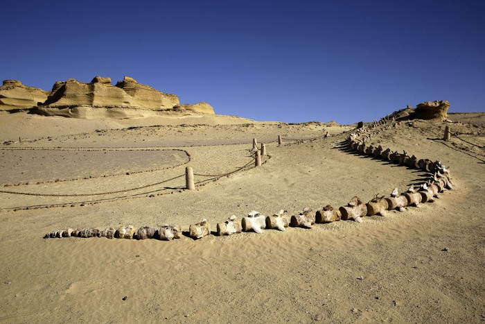 Picture 2 of Visit the first fossil museum in the Middle East