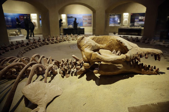 Picture 3 of Visit the first fossil museum in the Middle East