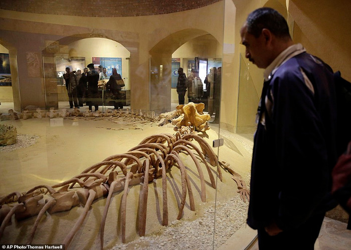 Picture 4 of Visit the first fossil museum in the Middle East