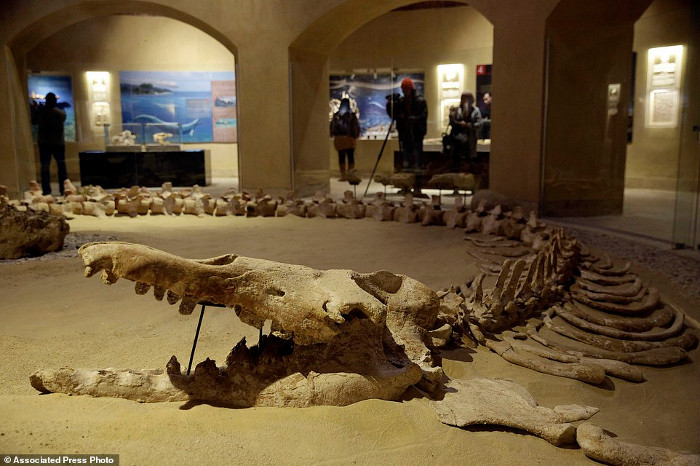 Picture 5 of Visit the first fossil museum in the Middle East