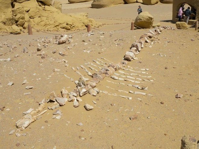 Picture 2 of Visit the fossil whale valley in Egypt