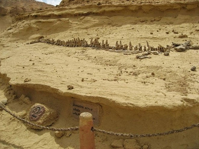 Picture 3 of Visit the fossil whale valley in Egypt