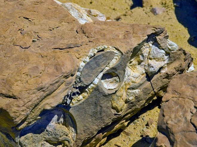Picture 4 of Visit the fossil whale valley in Egypt
