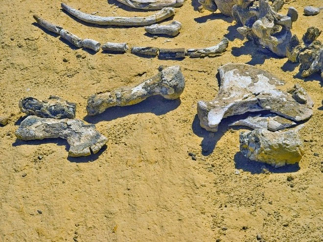 Picture 5 of Visit the fossil whale valley in Egypt