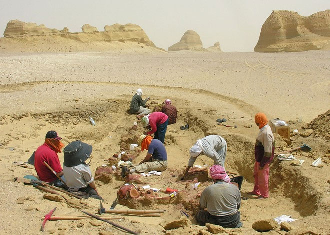 Picture 7 of Visit the fossil whale valley in Egypt