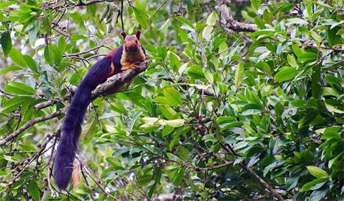 Picture 2 of Visit the Indian forest to visit the most colorful squirrel on the planet: picturesque