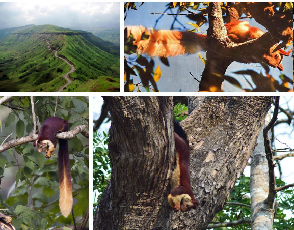 Picture 4 of Visit the Indian forest to visit the most colorful squirrel on the planet: picturesque