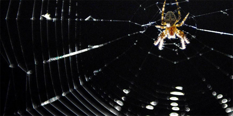 Picture 1 of Visit the 'nightmare' room where 10,000 spiders live